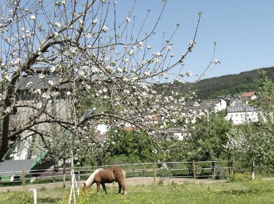 apfelbluete-mit-teilblick-auf-holsthum, © Hans-Dieter Heck