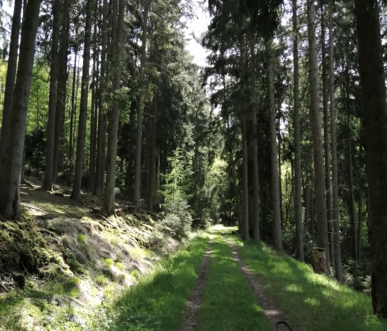 Durch den schattigen Nadelwald., © Felsenland Südeifel Tourismus, Antje Ackermann