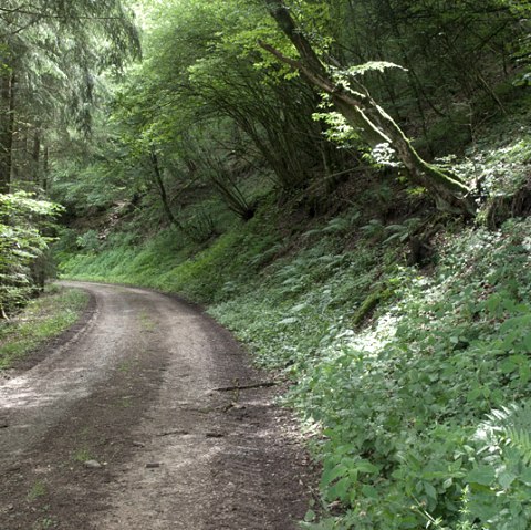 Waldweg im Prümtal, © V. Teuschler