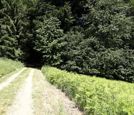 Auf geht's in den Wald, © Felsenland Südeifel Tourismus, Natalie Mainz