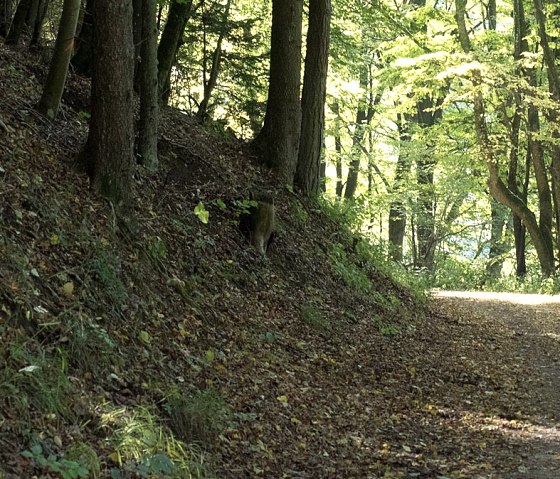 dans le Nusbaumer Hardt, © V. Teuschler