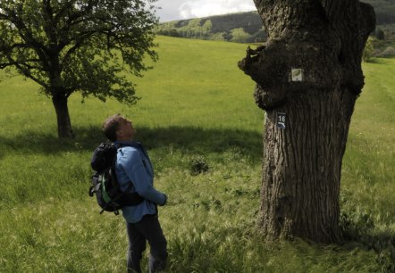 Im Naturpark Südeifel gibt es noch zahlreichen Streuobstwiesen, © Felsenland Südeifel Tourismus GmbH