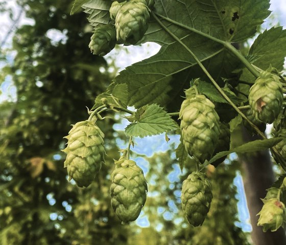 Houblon, © Felsenland Südeifel Tourismus GmbH / Anna Carina Krebs