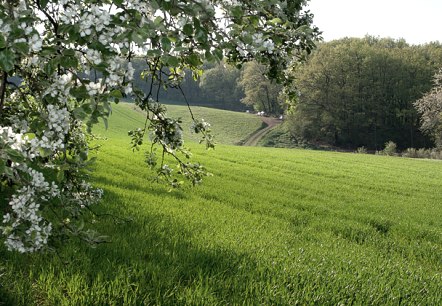 Auf dem Ketteschberg, © V. Teuschler