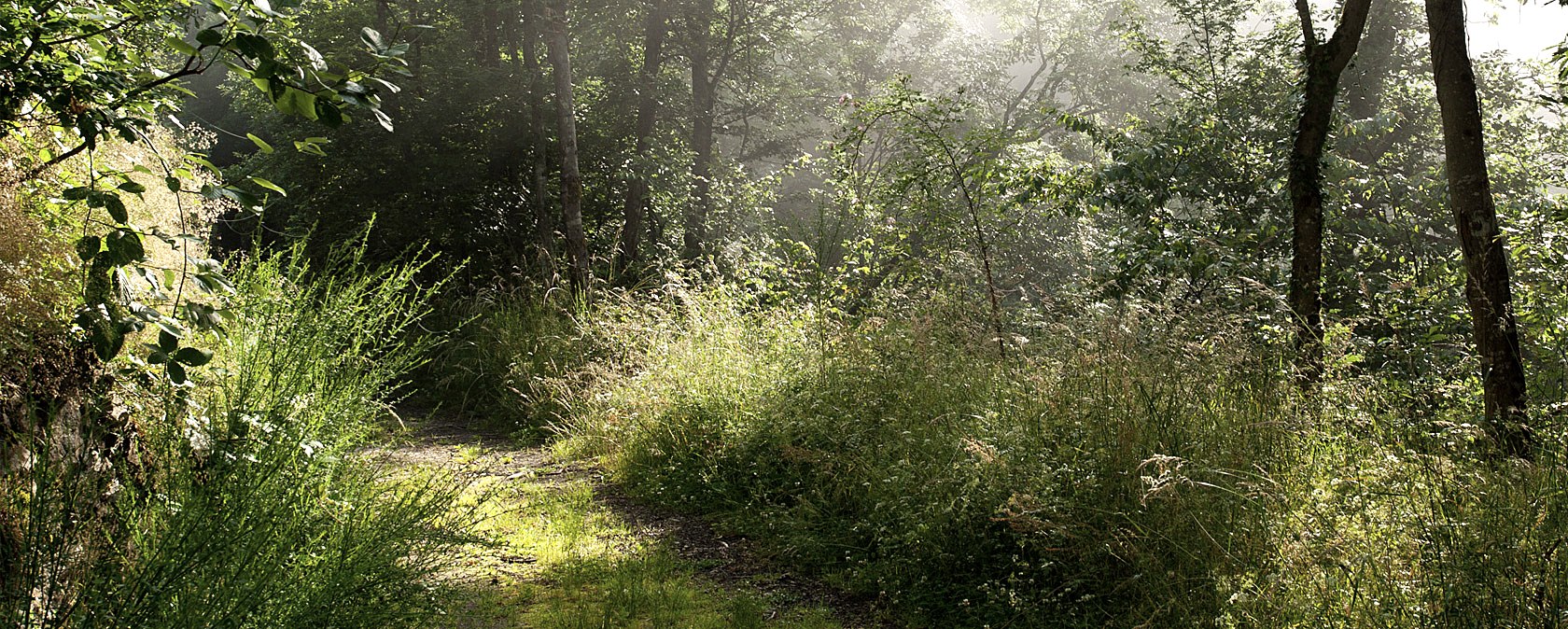 Waldweg, © V. Teuschler