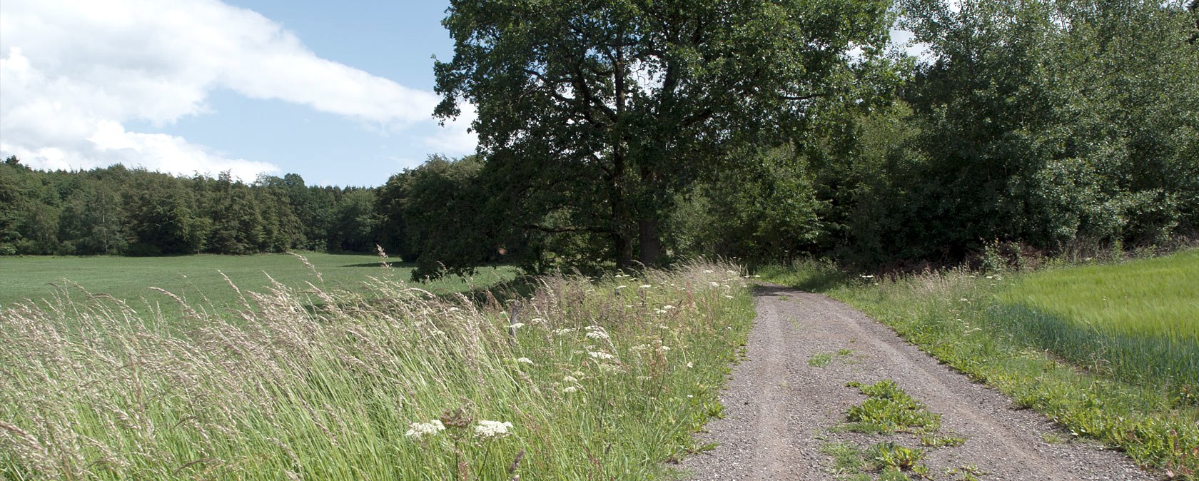 Feldweg am Waldrand, © V. Teuschler