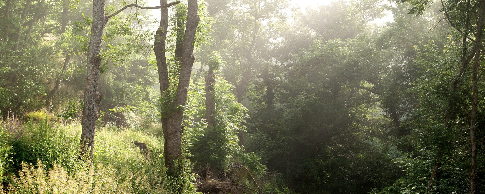 Eifelwald, © V. Teuschler