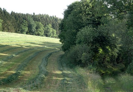 Weg in den Wald, © V. Teuschler