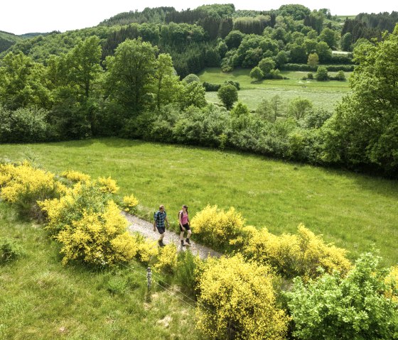 Nat'Our Route 1, Ginsterblüte beim Dreiländereck Ouren, © Eifel Tourismus GmbH, Dominik Ketz