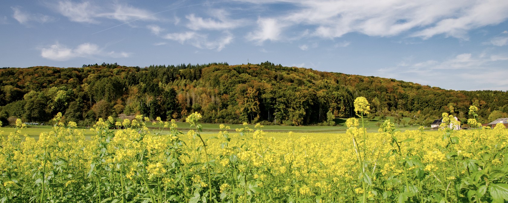 Blick auf den Wolsfelder Berg - Rundwanderweg Nr. 71, © TI Bitburger Land