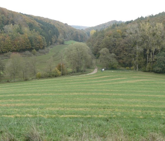 Abwechslungsreiche Landschaft aus Wiesen und Wäldern, © Felsenland Südeifel Tourismus GmbH, Christian Calonec-Rauchfuss