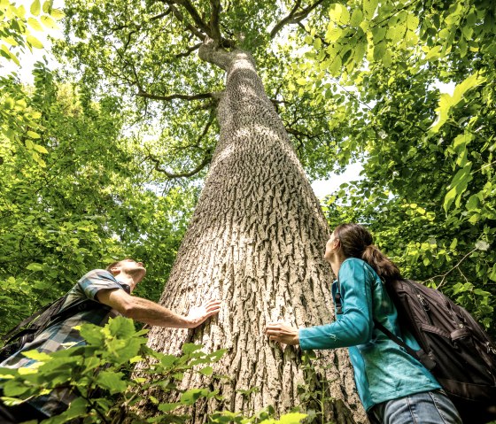 Naturwanderpark Delux, Nat'Our Route 6, Königseiche. Das Naturdenkmal ist durch einen Holzzaun geschützt - zudem besteht bei Wind die Gefahr eines Astbruches. Der direkte Zugang zum Baum ist daher nicht möglich. Die beiden Personen auf diesem Bild zeigen die Dimensionen der Eiche., © Eifel Tourismus, Dominik Ketz