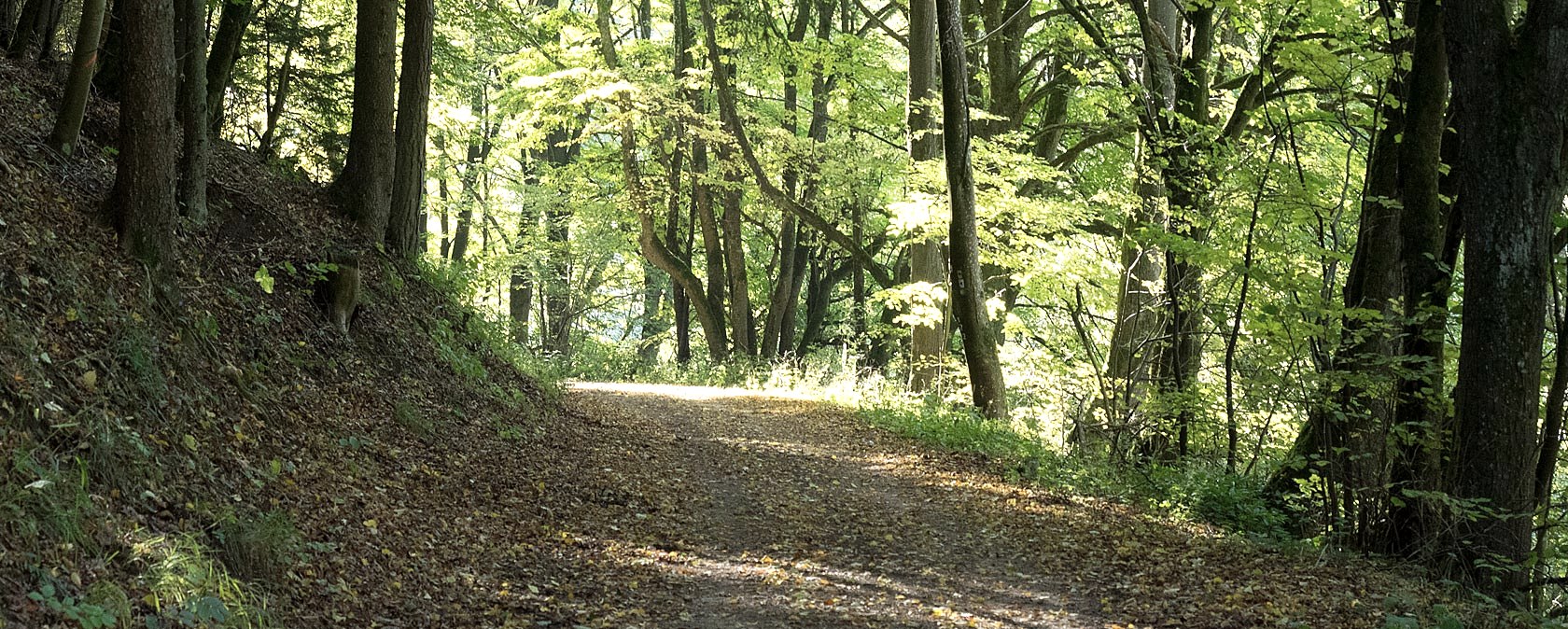 dans le Nusbaumer Hardt, © V. Teuschler