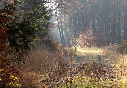 Herbst im Grimbachtal, © V. Teuschler