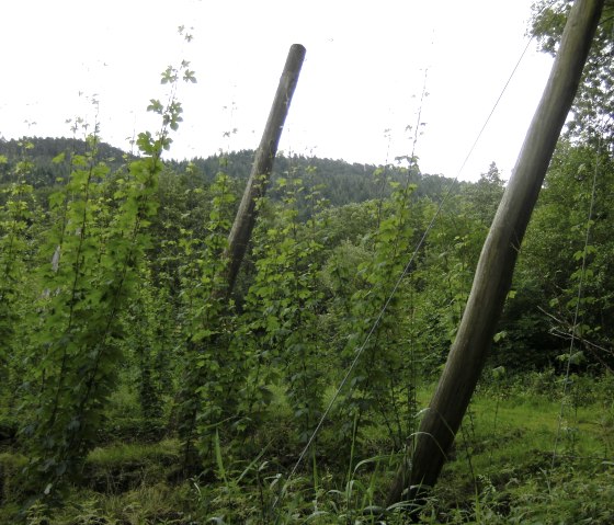 Hops, © Tjipkje Bourscheidt