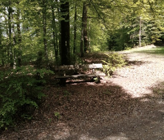 Unter schützendem Laubdach durch den Wald, © Felsenland Südeifel Tourismus, Antje Ackermann