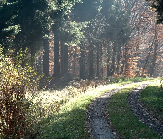 Waldweg bei der Prümer Burg, © V. Teuschler