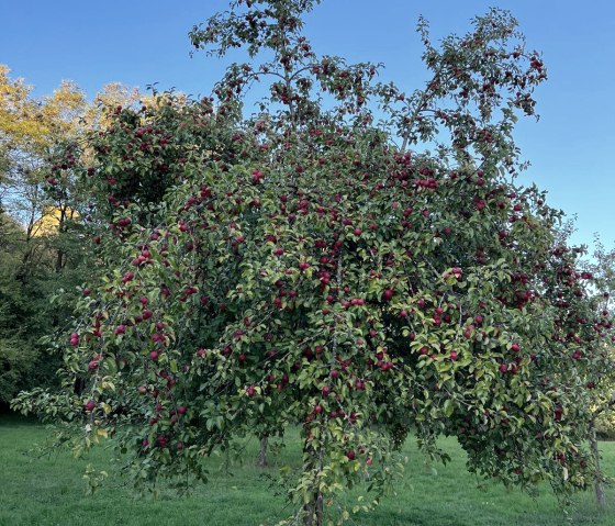 Naschgarten Irrel - Orchard, © Felsenland Südeifel Tourismus, Anna Carina Krebs