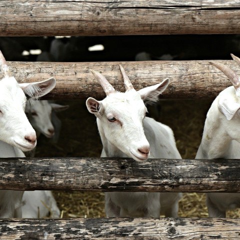 Goats, © Felsenland Südeifel Tourismus