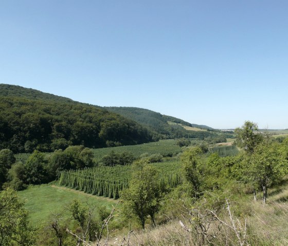 Vue sur les champs de houblon dans la vallée de la Prüm, © Felsenland Südeifel Tourismus GmbH