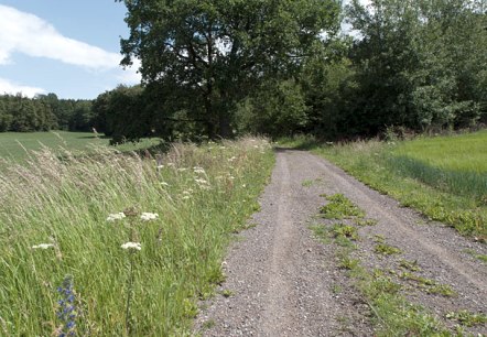 Feldweg am Waldrand, © V. Teuschler