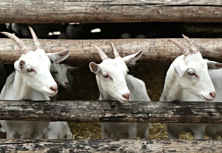 Goats, © Felsenland Südeifel Tourismus