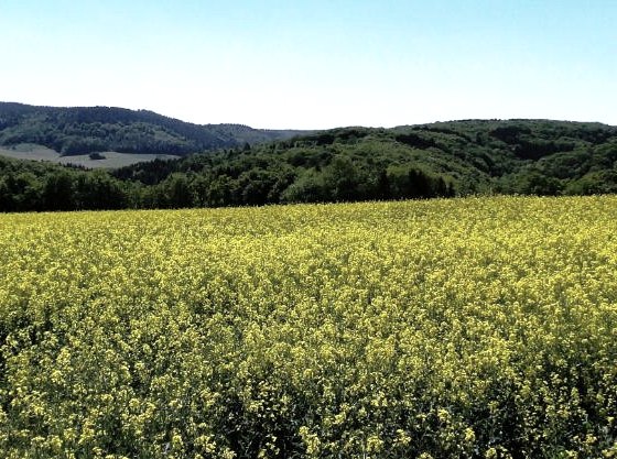 rapsfeld, © Hans-Dieter Heck