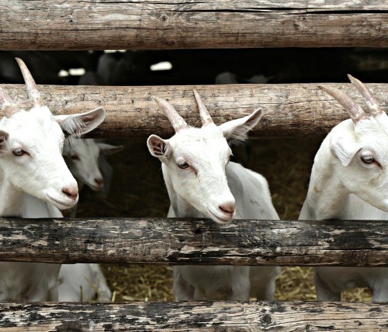 Goats, © Felsenland Südeifel Tourismus