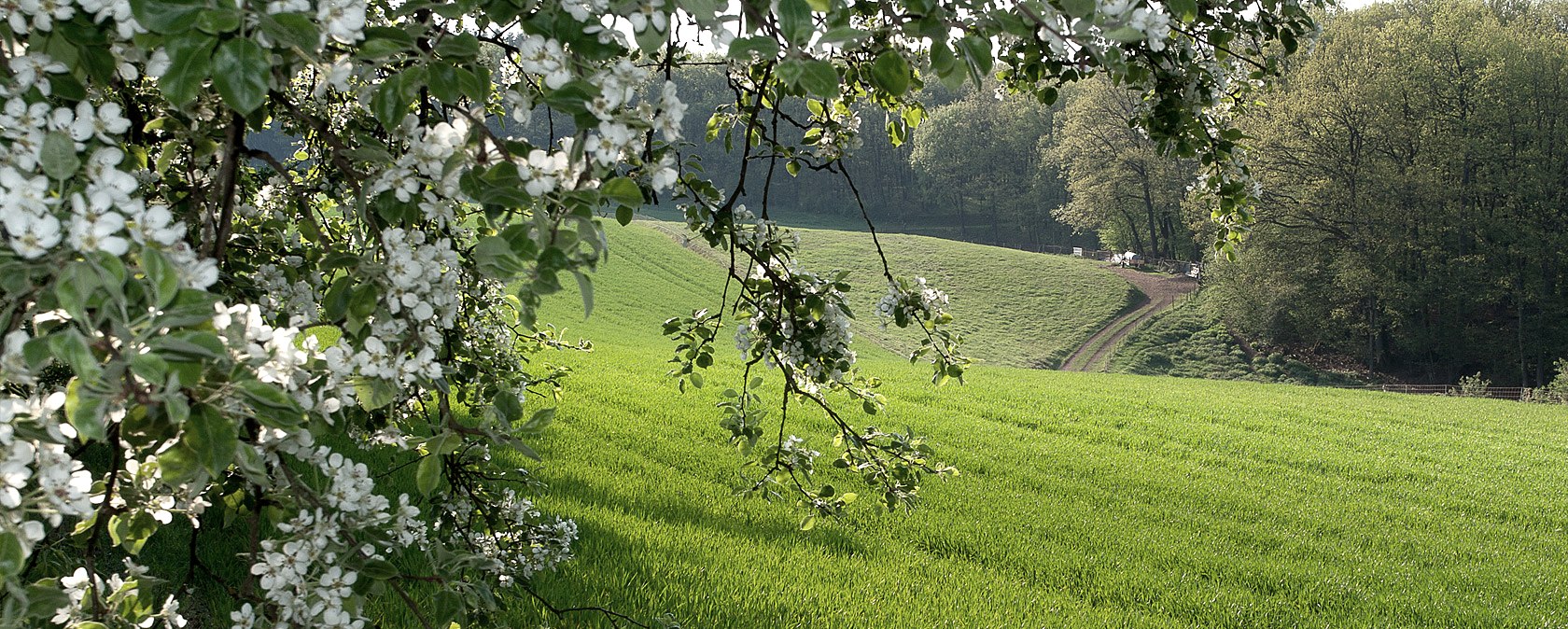 Auf dem Ketteschberg, © V. Teuschler