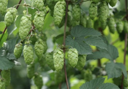 Hops, © Felsenland Südeifel Tourismus Gmbh, Peter Weber