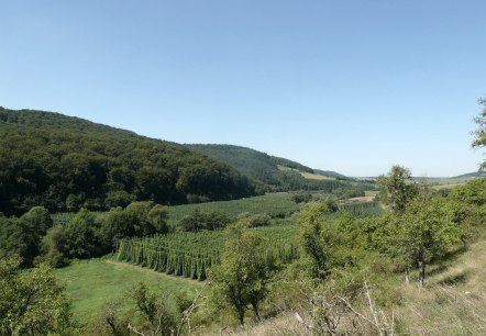 View over the hop fields in the Prüm Valley, © Felsenland Südeifel Tourismus GmbH