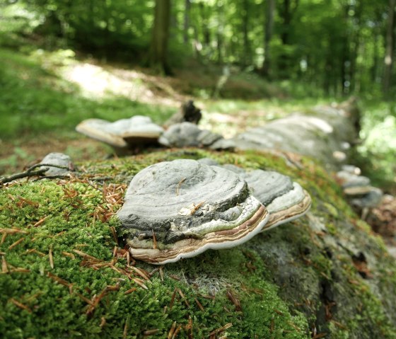 zunderpilz, © Elke Wagner, Felsenland Südeifel Tourismus GmbH