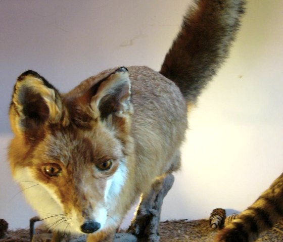 Maison de la Chasse Ernzen - Modèle de renard, © Holger Weber