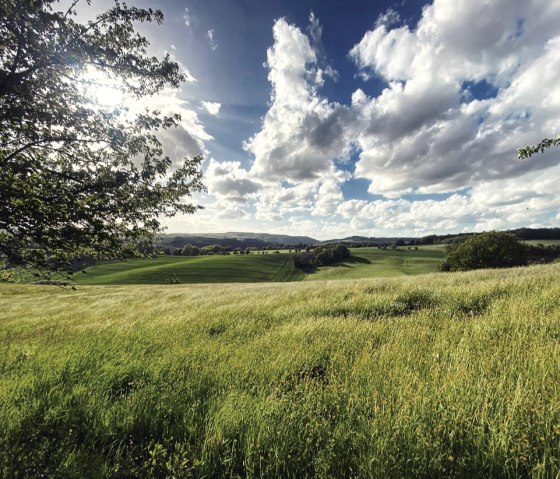 Weite Felder und Wiesen prägen den Rundwanderweg Nr. 84, © Felsenland Südeifel Tourismus, Anna Carina Krebs