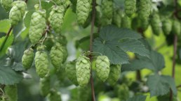 Hops, © Felsenland Südeifel Tourismus Gmbh, Peter Weber