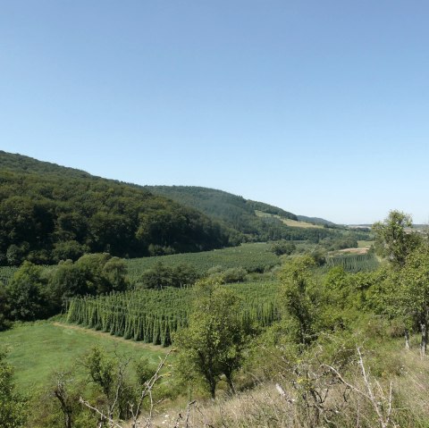 Vue sur les champs de houblon dans la vallée de la Prüm, © Felsenland Südeifel Tourismus GmbH