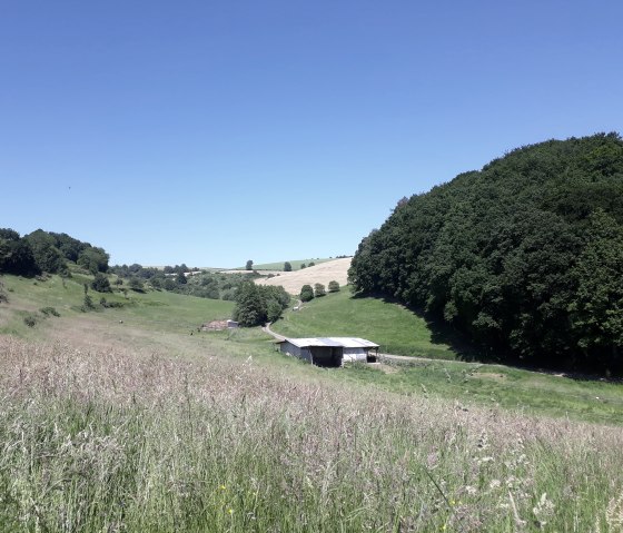 Weite Wiesen bei Utscheid-Rußdorf, © Felsenland Südeifel Tourismus, Natalie Mainz