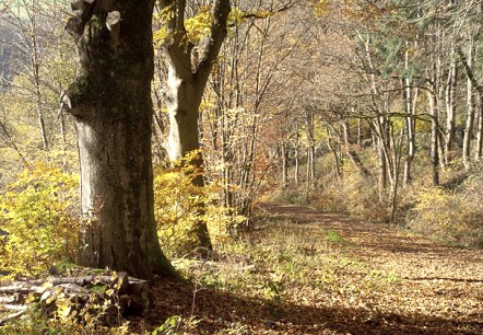 Herbswald, © V. Teuschler